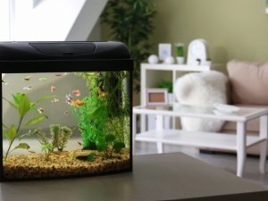 aquarium